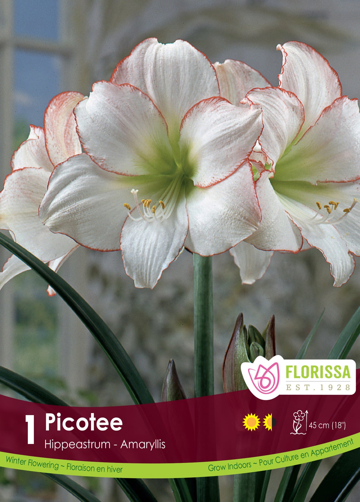 Amaryllis Novelty - Picotee