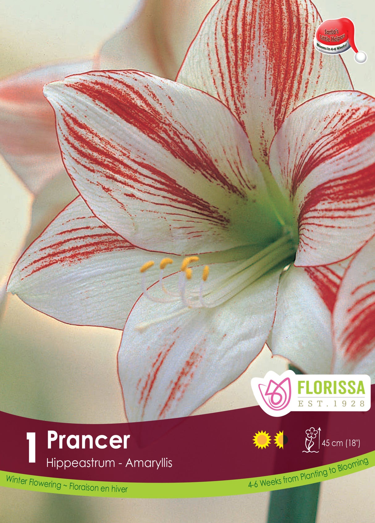 Amaryllis Christmas Blooming - Prancer