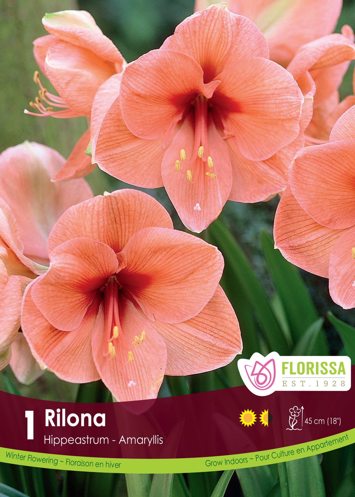 Amaryllis - Rilona Size 26/28