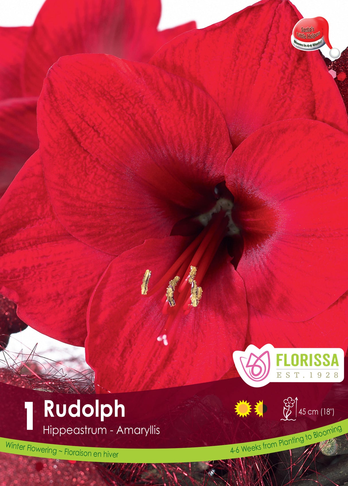Amaryllis Christmas Blooming - Rudolph
