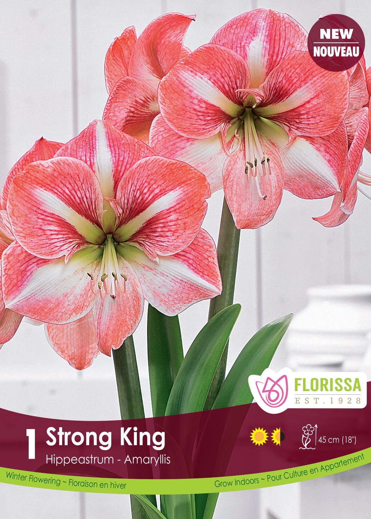 Amaryllis - Strong King Size 26/28