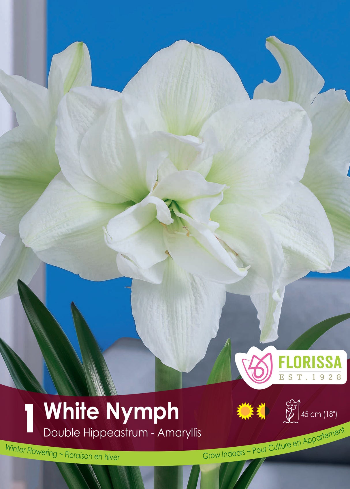 Amaryllis Double - White Nymph