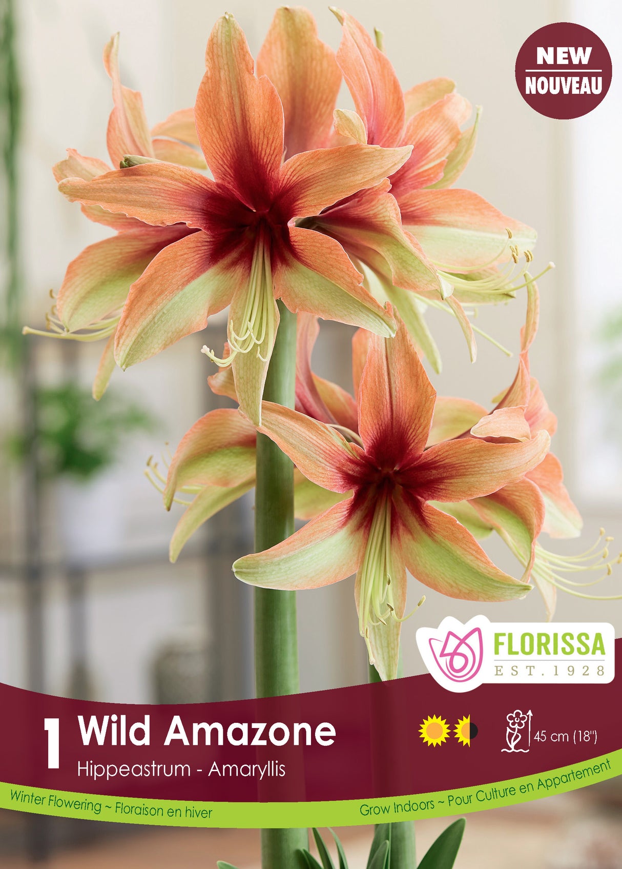 Amaryllis Novelty - Wild Amazone