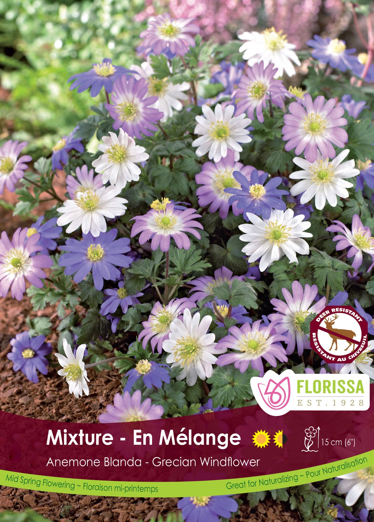 Anemone Blanda - Mix Retail