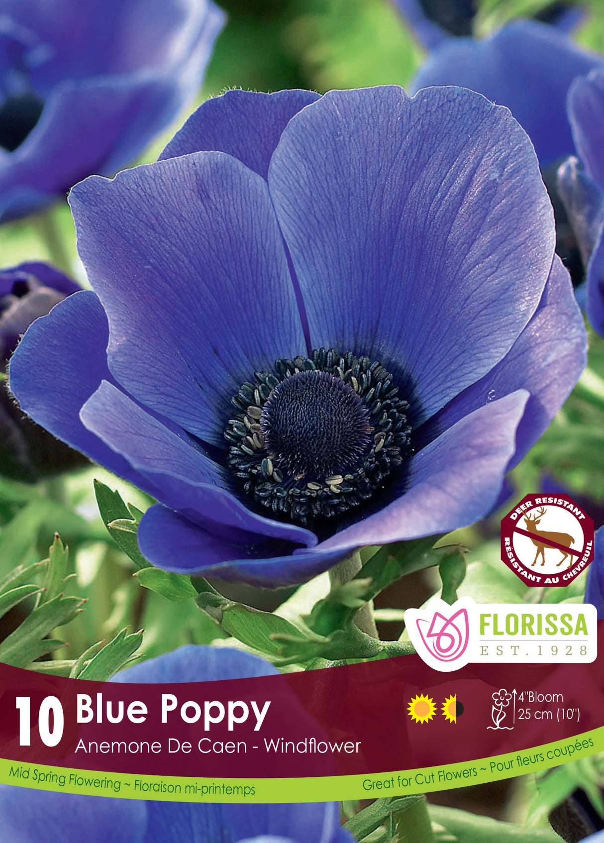 Anemone De Caen - Blue Poppy Fall Retail