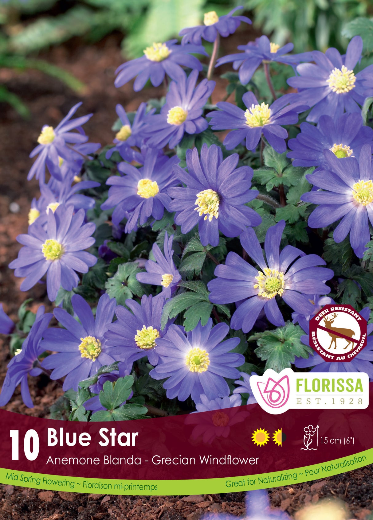 Anemone Blanda - Blue Star Retail
