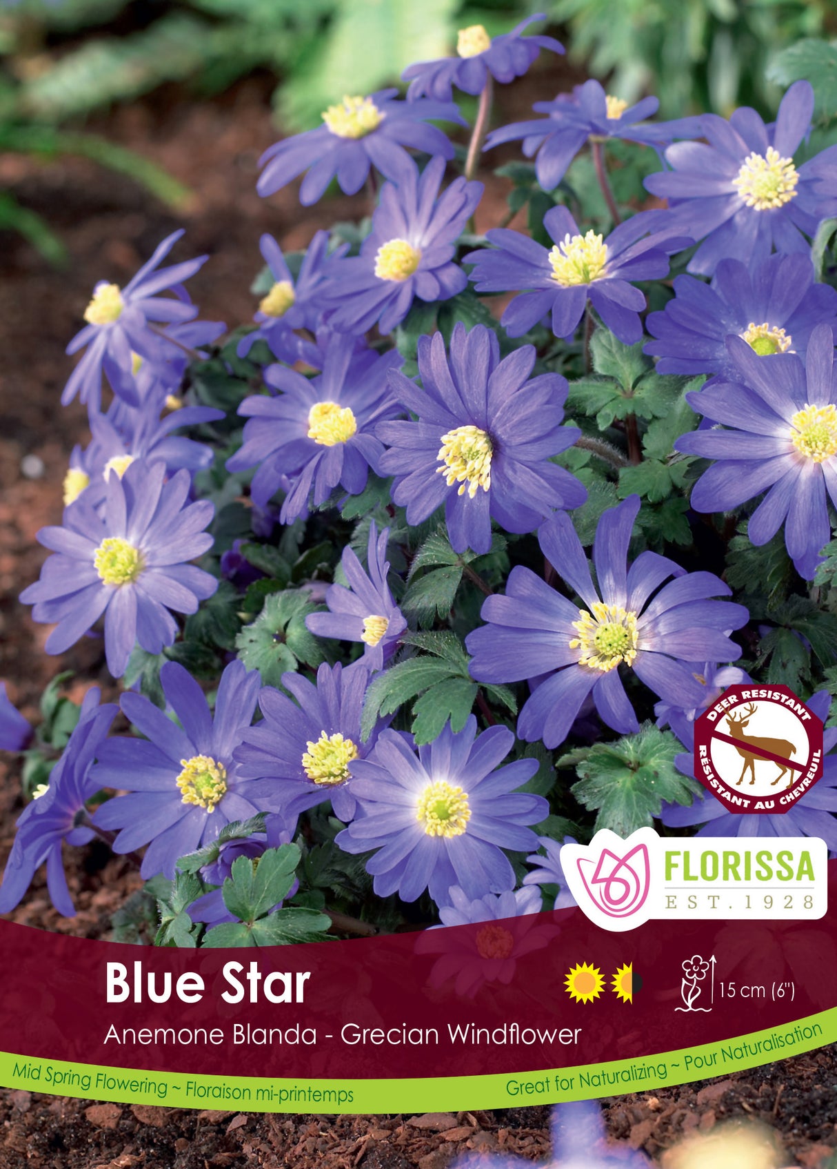 Anemone Blanda - Blue Star Fall Bulk