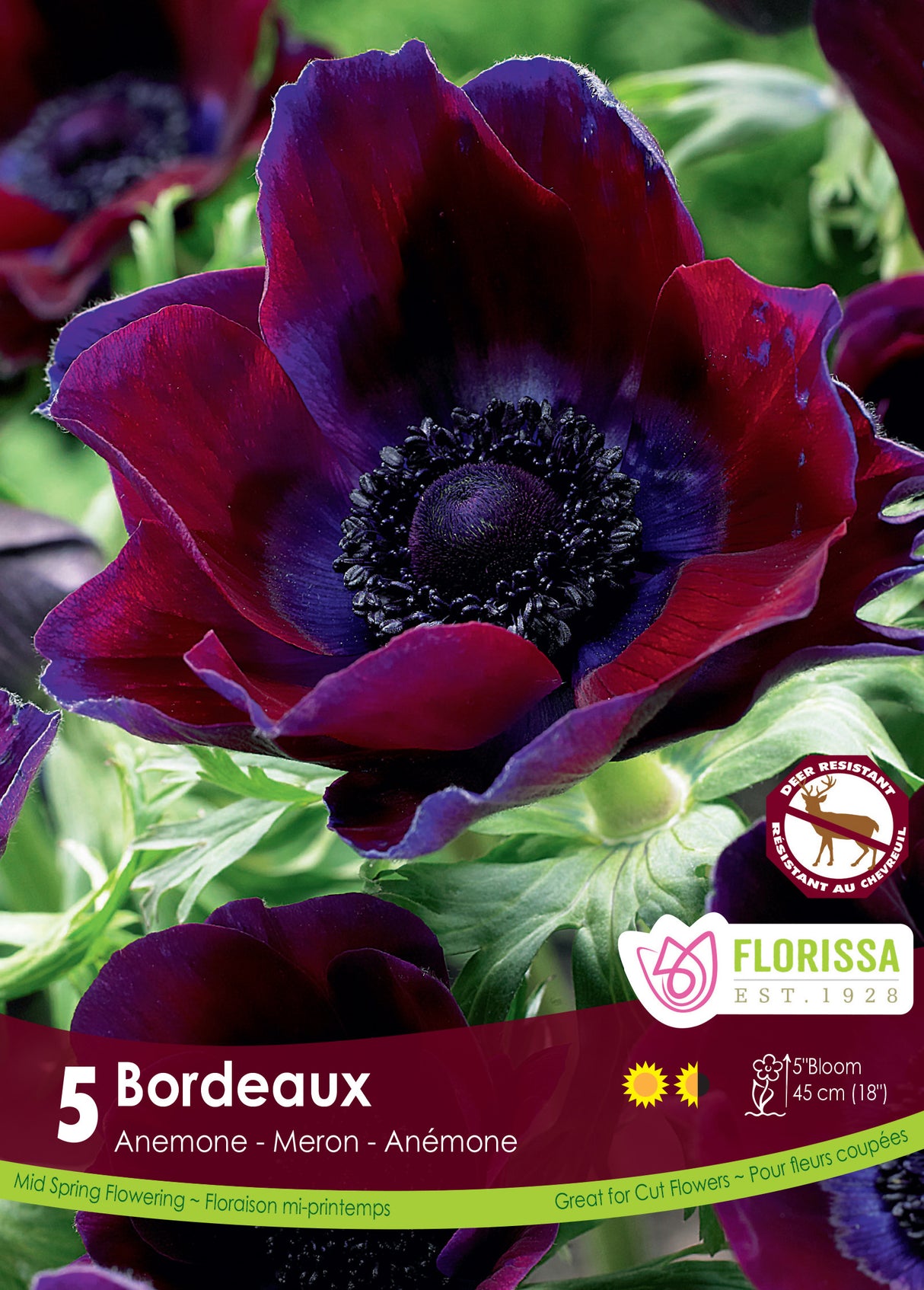 Anemone - Bordeaux Fall Retail