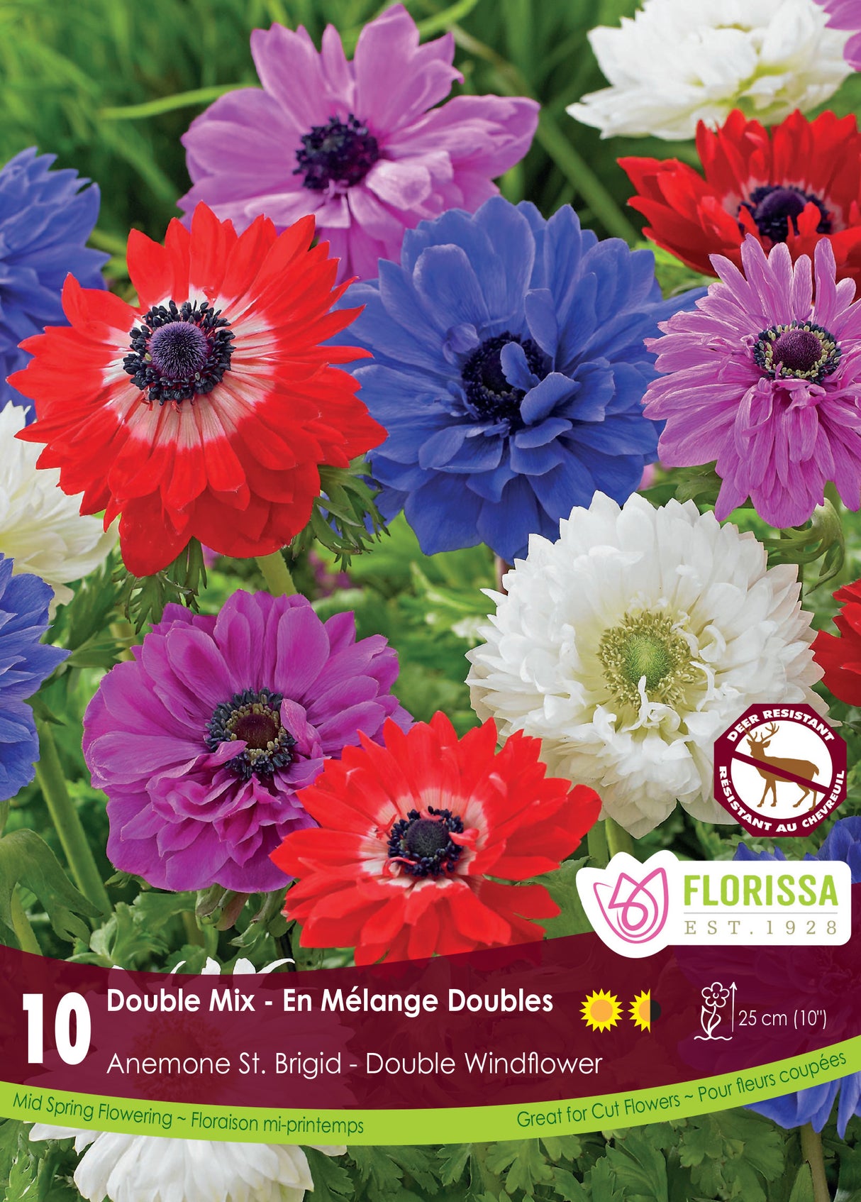 Anemone - St. Brigid Mixed Fall Retail