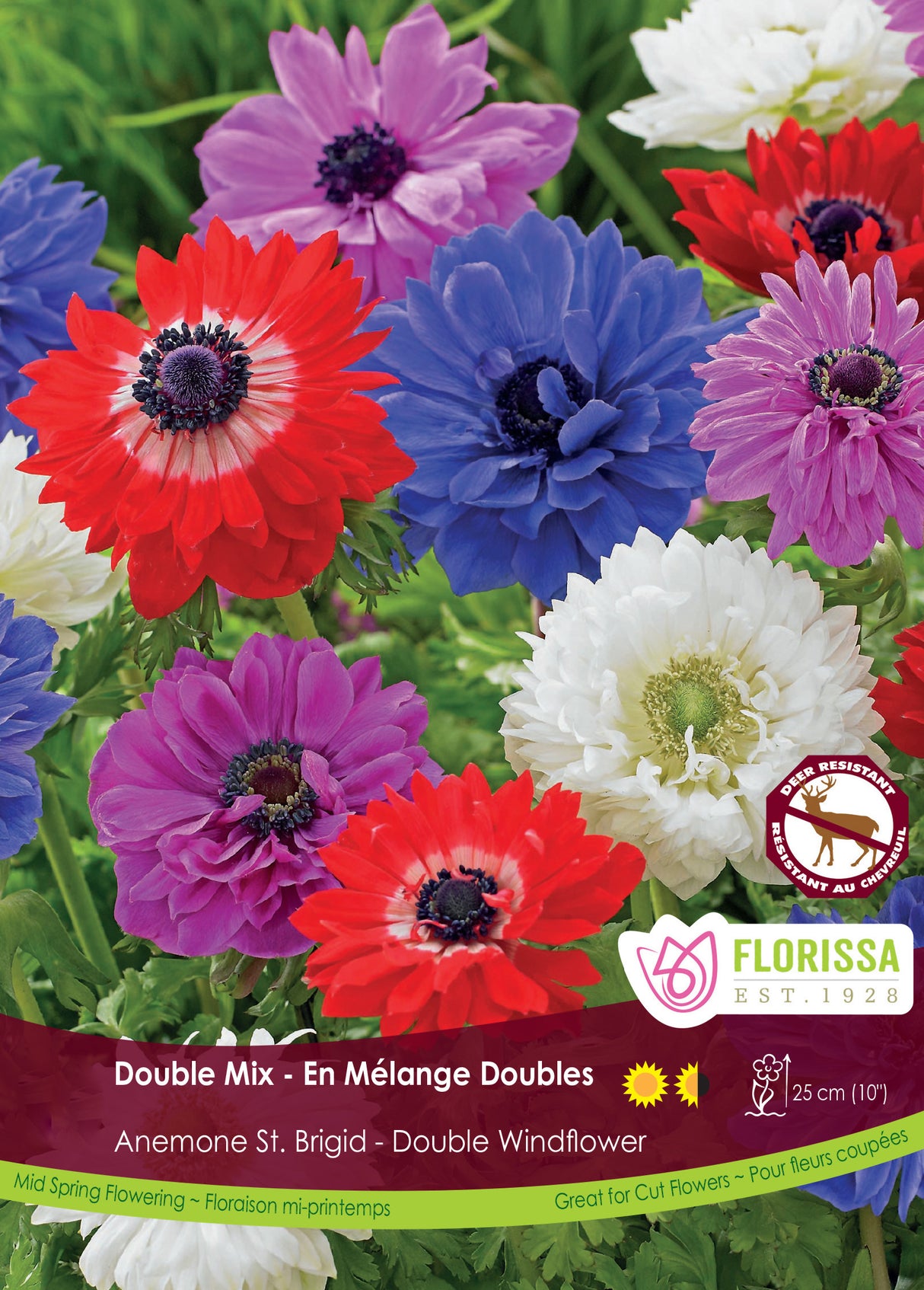 Anemone - St Brigid Mixed Fall Bulk