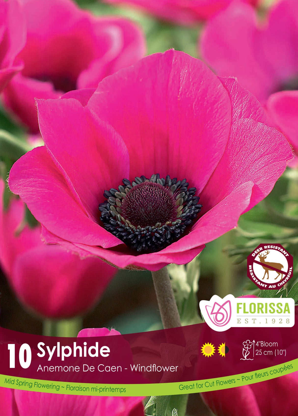 Anemone De Caen - Sylphide Fall Retail