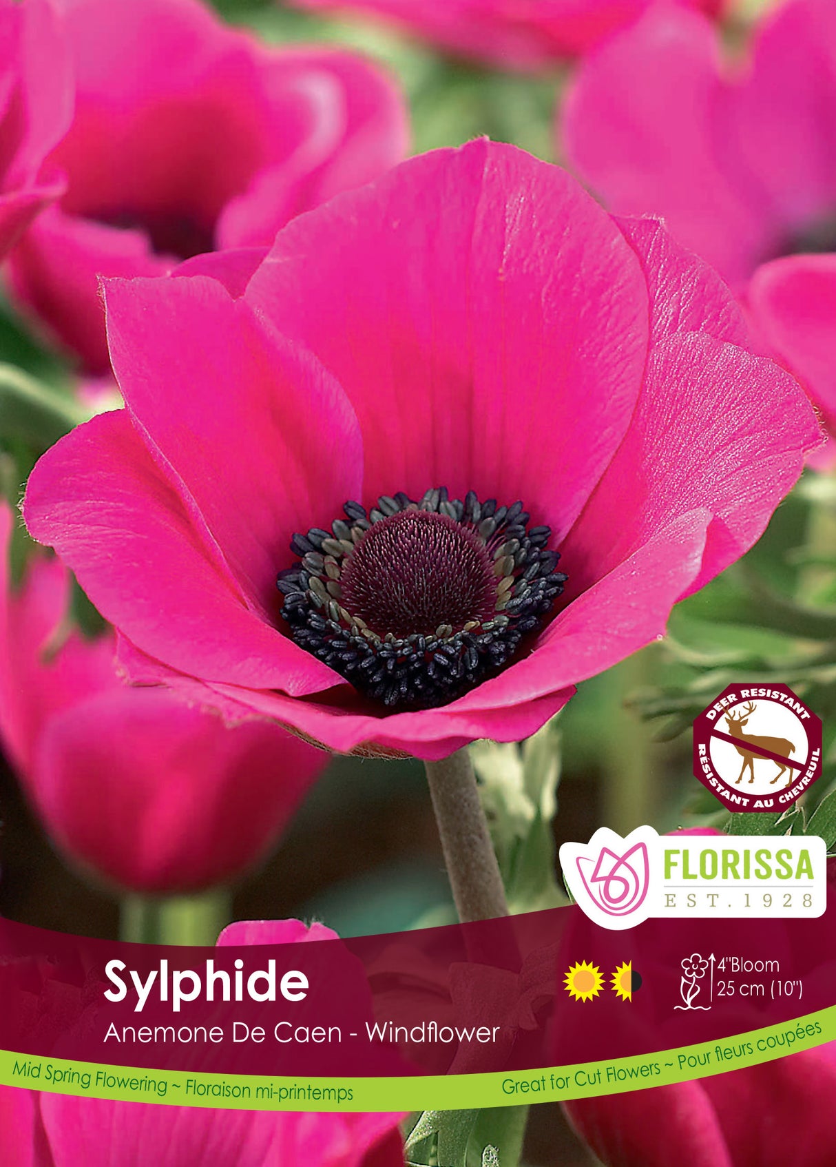 Anemone De Caen - Sylphide Fall Bulk