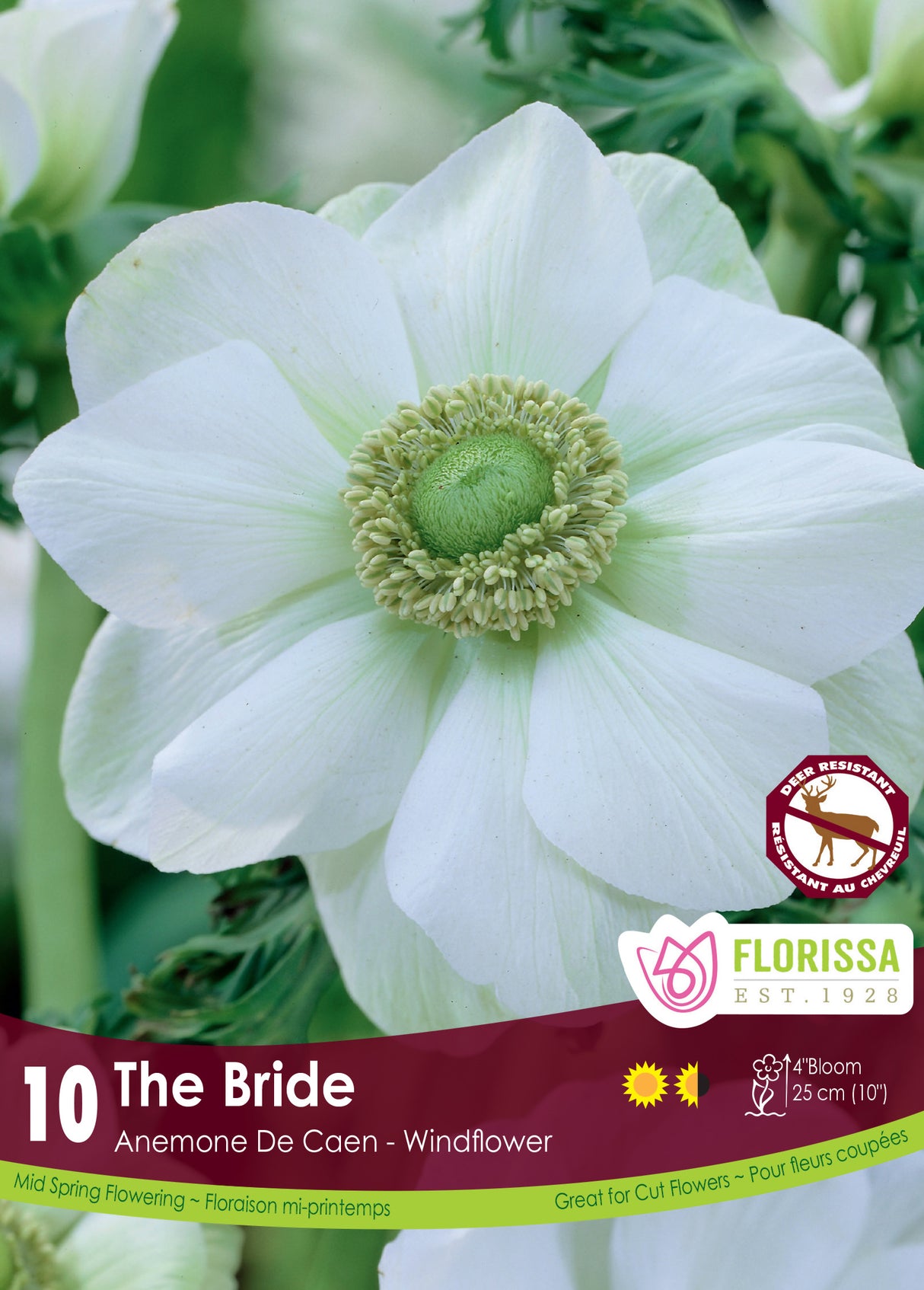 Anemone De Caen - The Bride Fall Retail