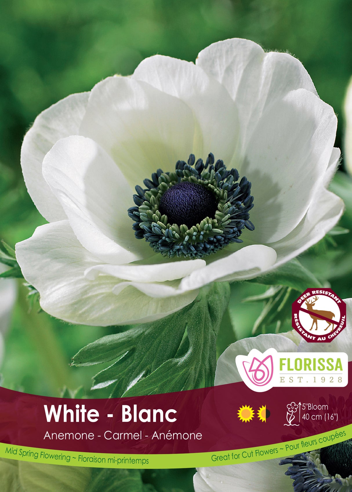 Anemone - Carmel White Fall Bulk