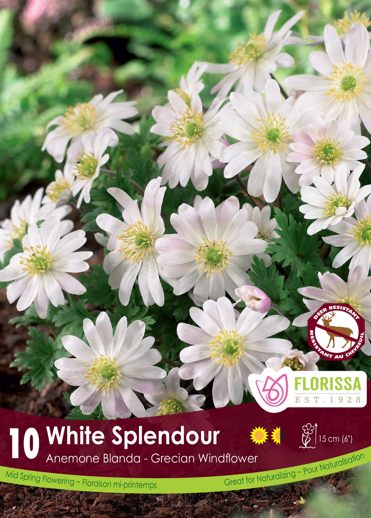 Anemone Blanda - White Splendour Retail