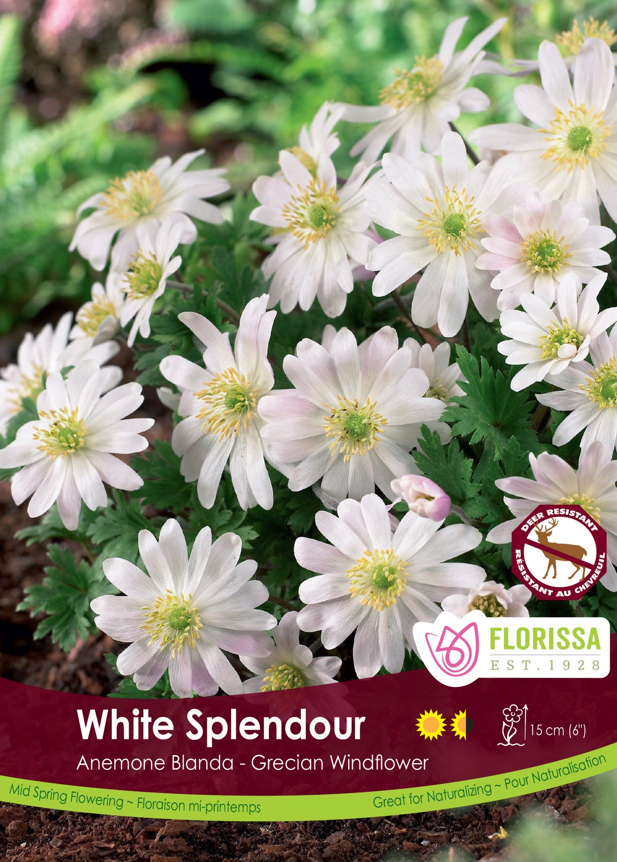 Anemone Blanda - White Splendour Fall Bulk