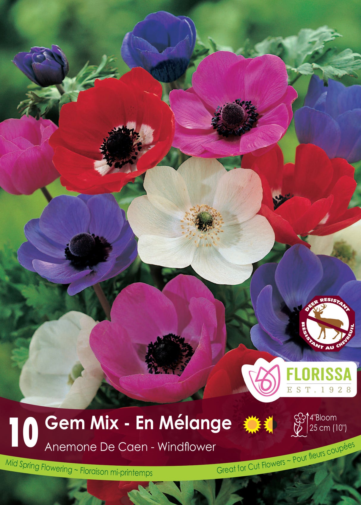 Anemone De Caen - Mixed Retail