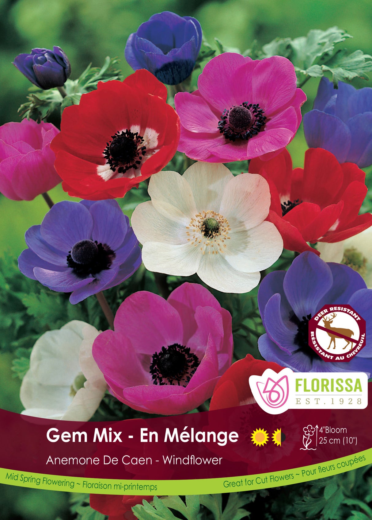 Anemone De Caen - Mixed Fall Bulk