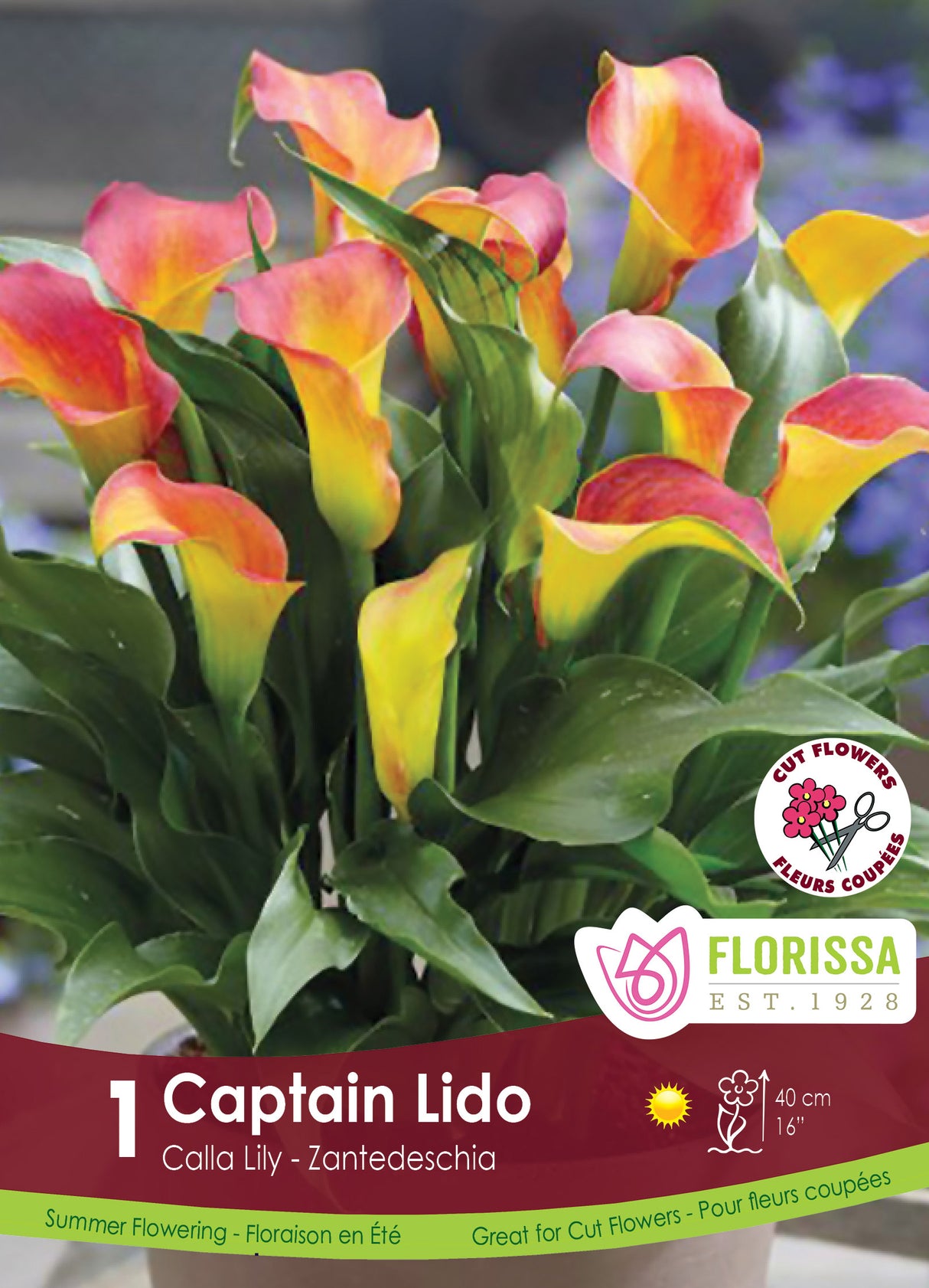 Calla Lily Zantedeschia - Captain Lido Retail Pkg
