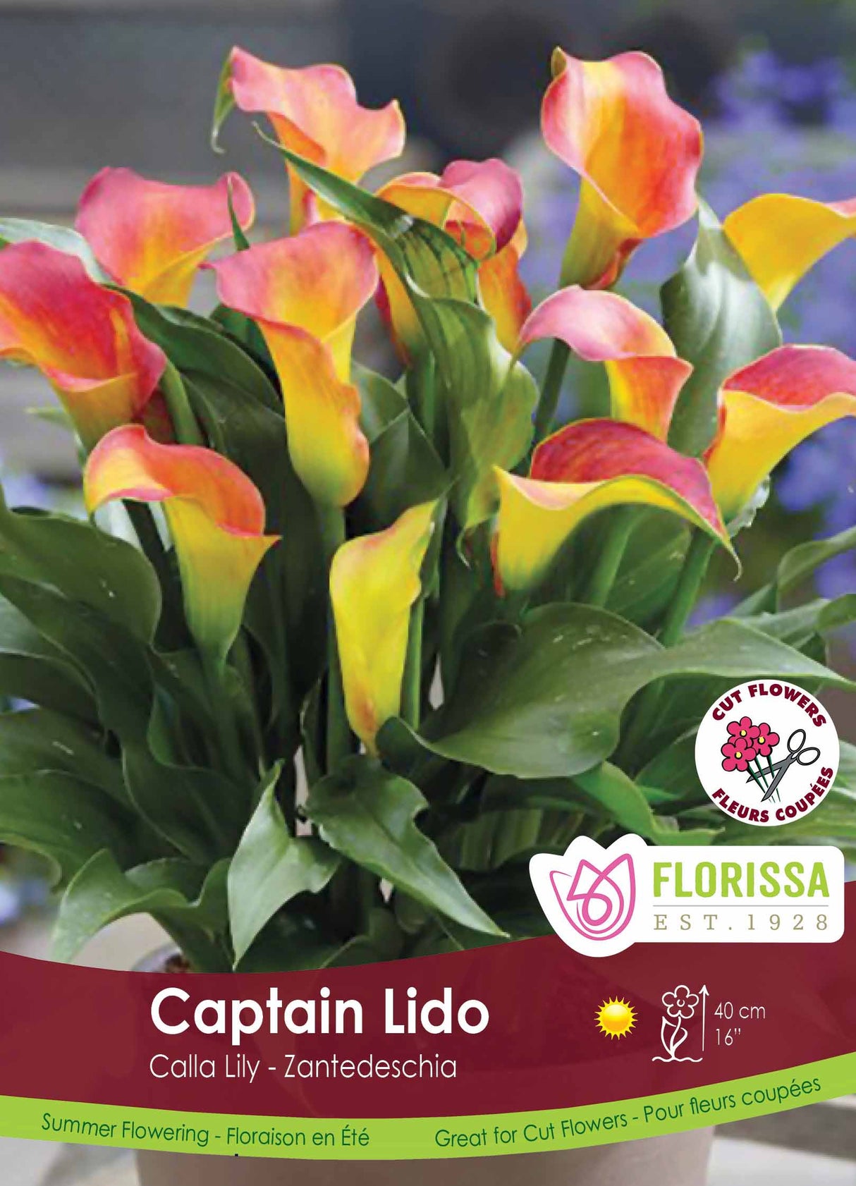 Calla Lily Zantedeschia - Captain Lido Bulk