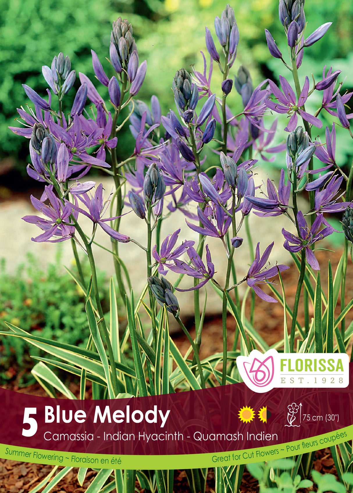 Camassia - Blue Melody Retail