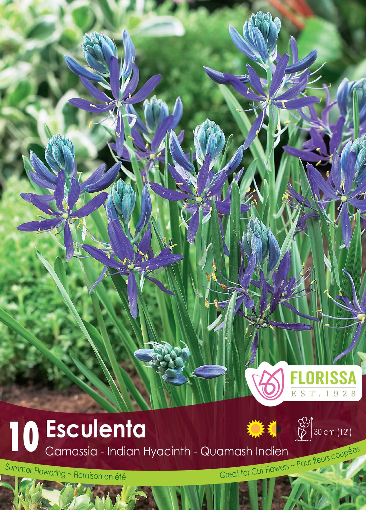 Camassia - Esculenta Quamash Retail