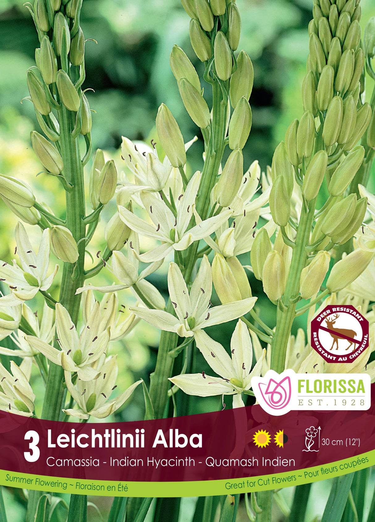 Camassia - Leichtlinii Alba Retail