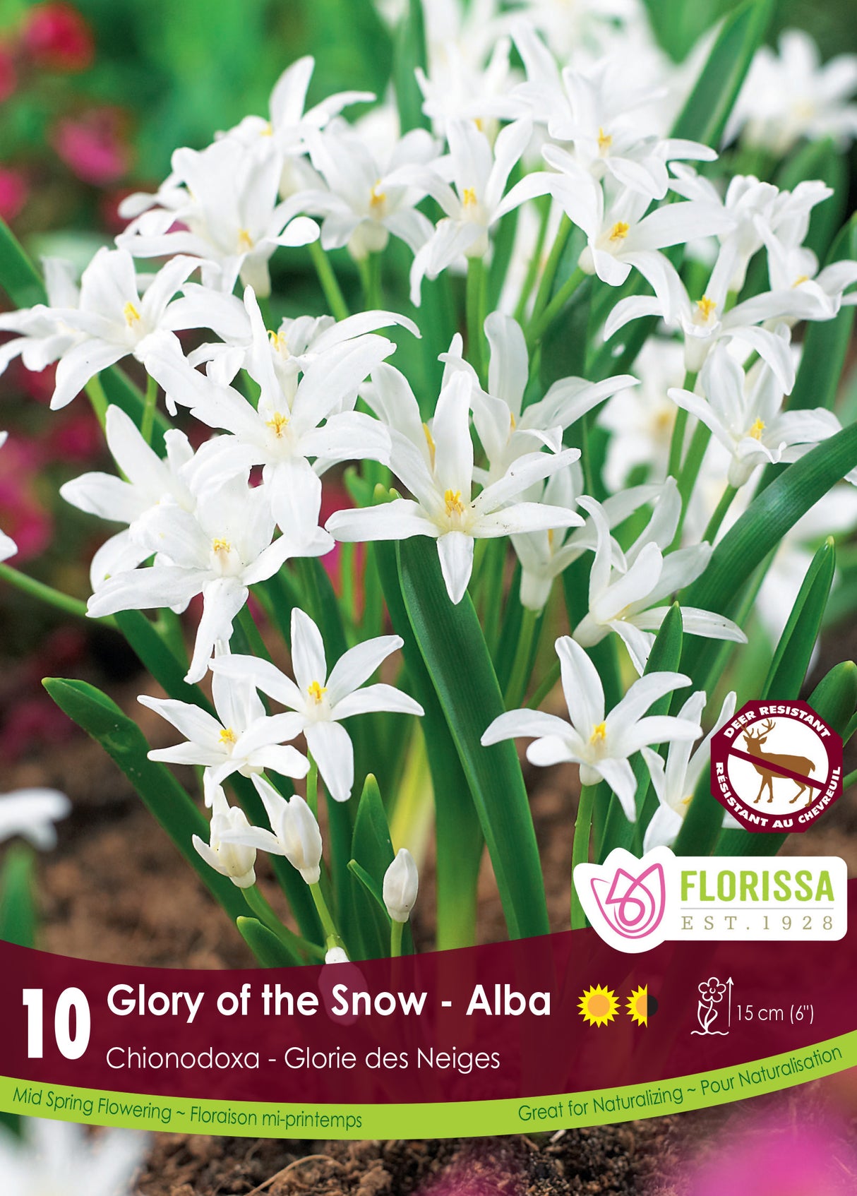 Chionodoxa - Alba Retail