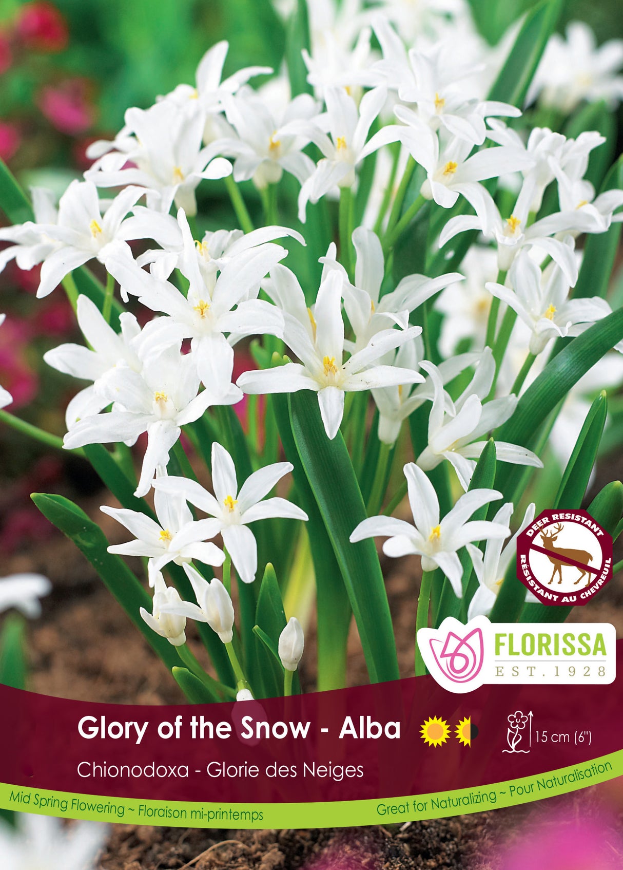 Chionodoxa - Alba Bulk