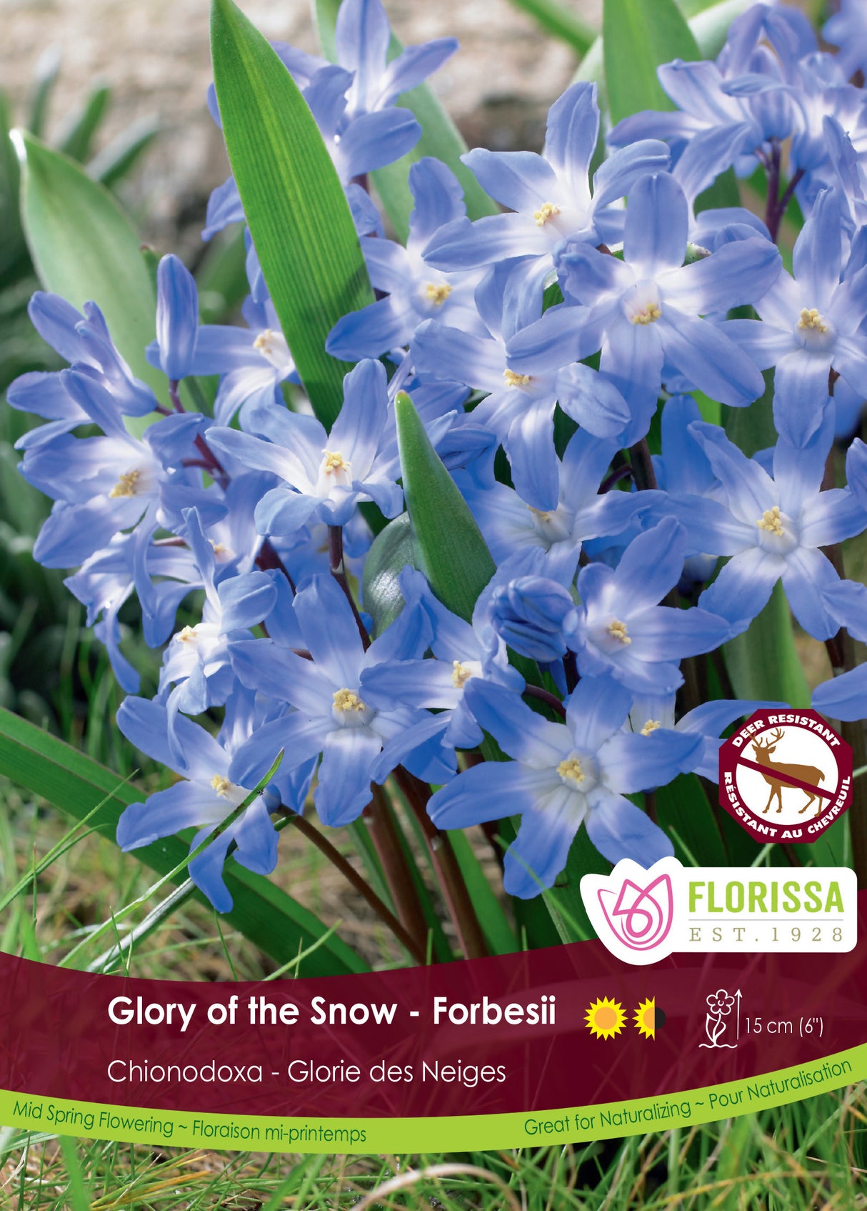 Chionodoxa - Forbesii Bulk