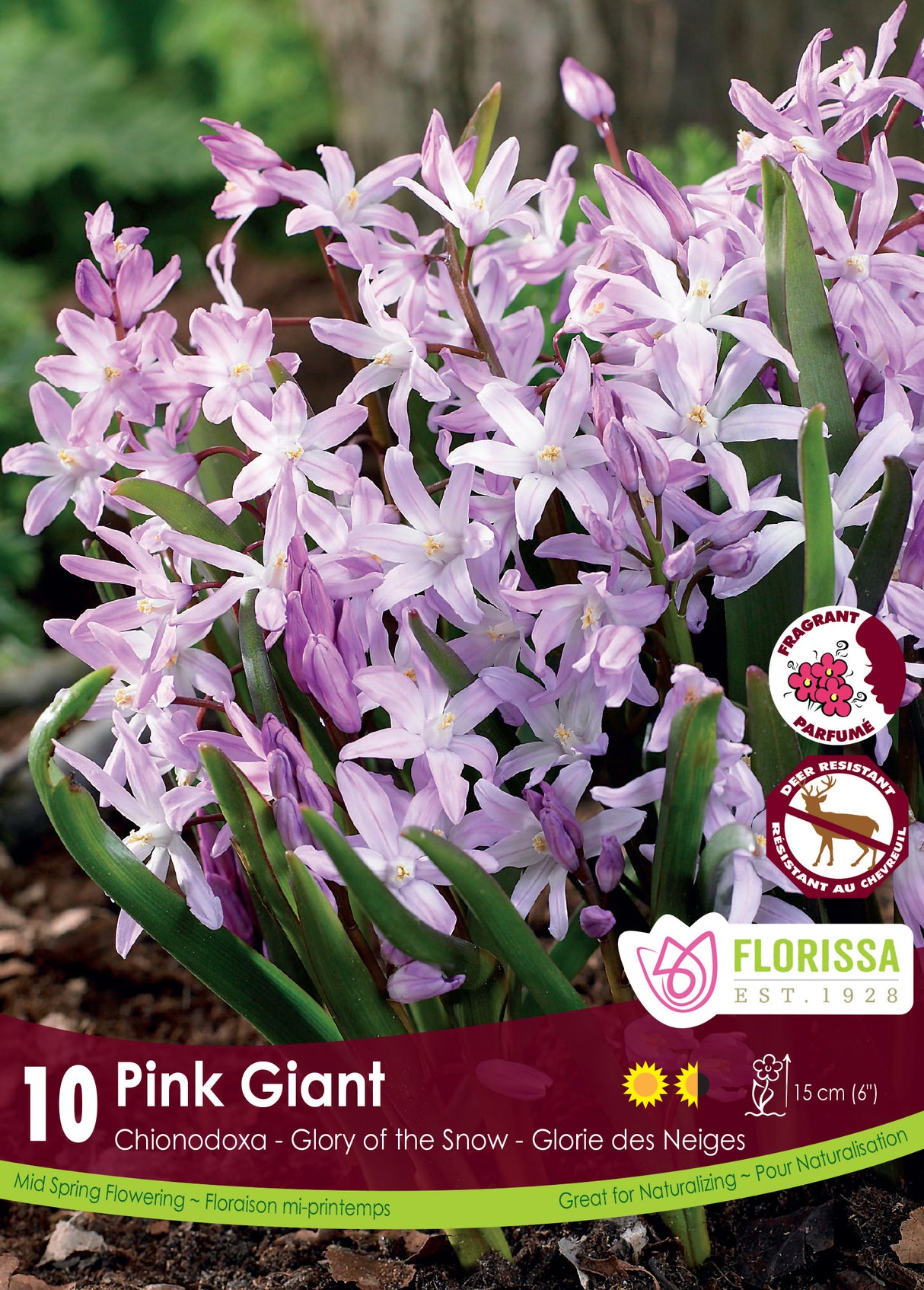 Chionodoxa - Pink Giant Retail