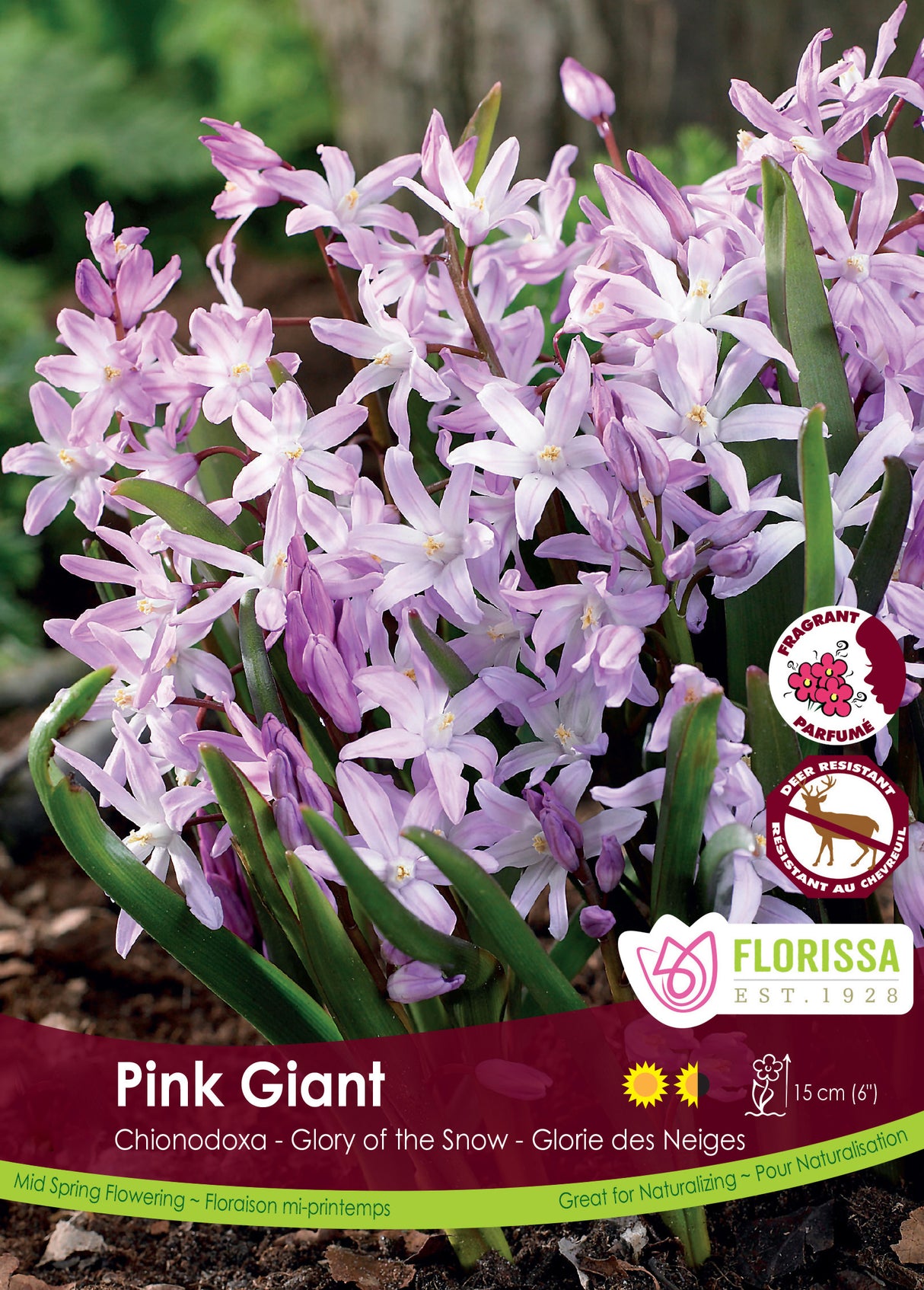 Chionodoxa - Pink Giant Bulk