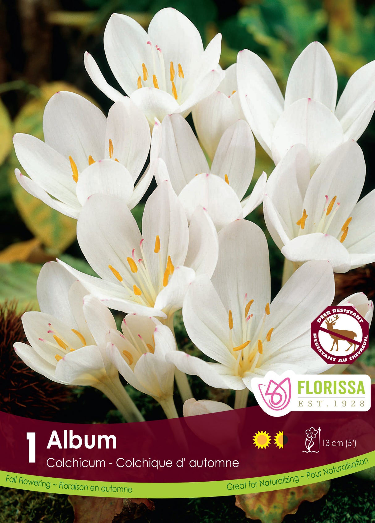 Colchicum Autumnale Album - Fall Flowering Bulbs Retail