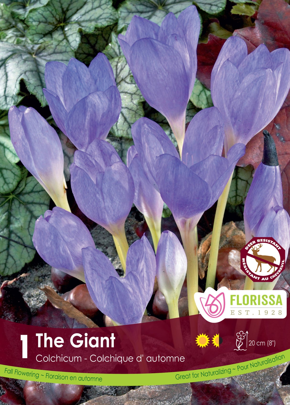 Colchicum The Giant - Fall Flowering Bulbs Retail