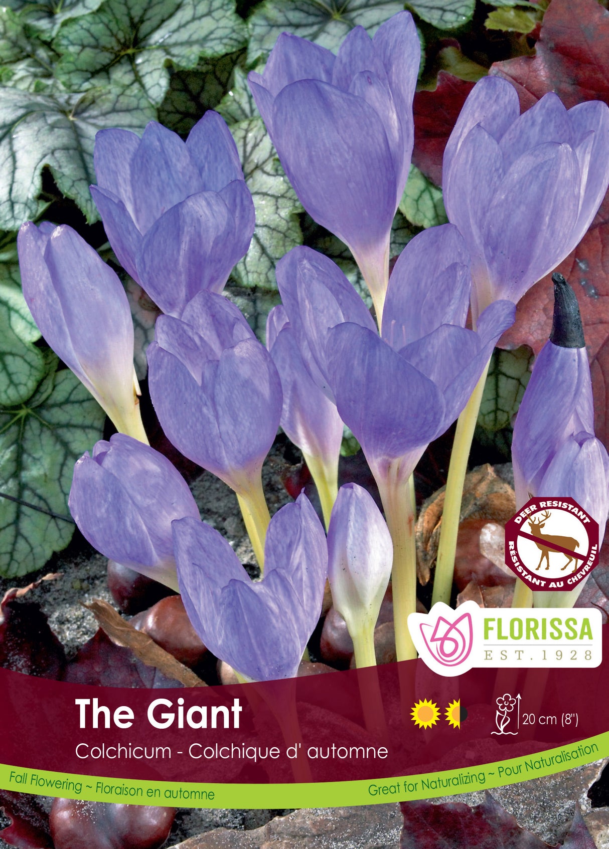Colchicum The Giant - Fall Flowering Bulbs Bulk