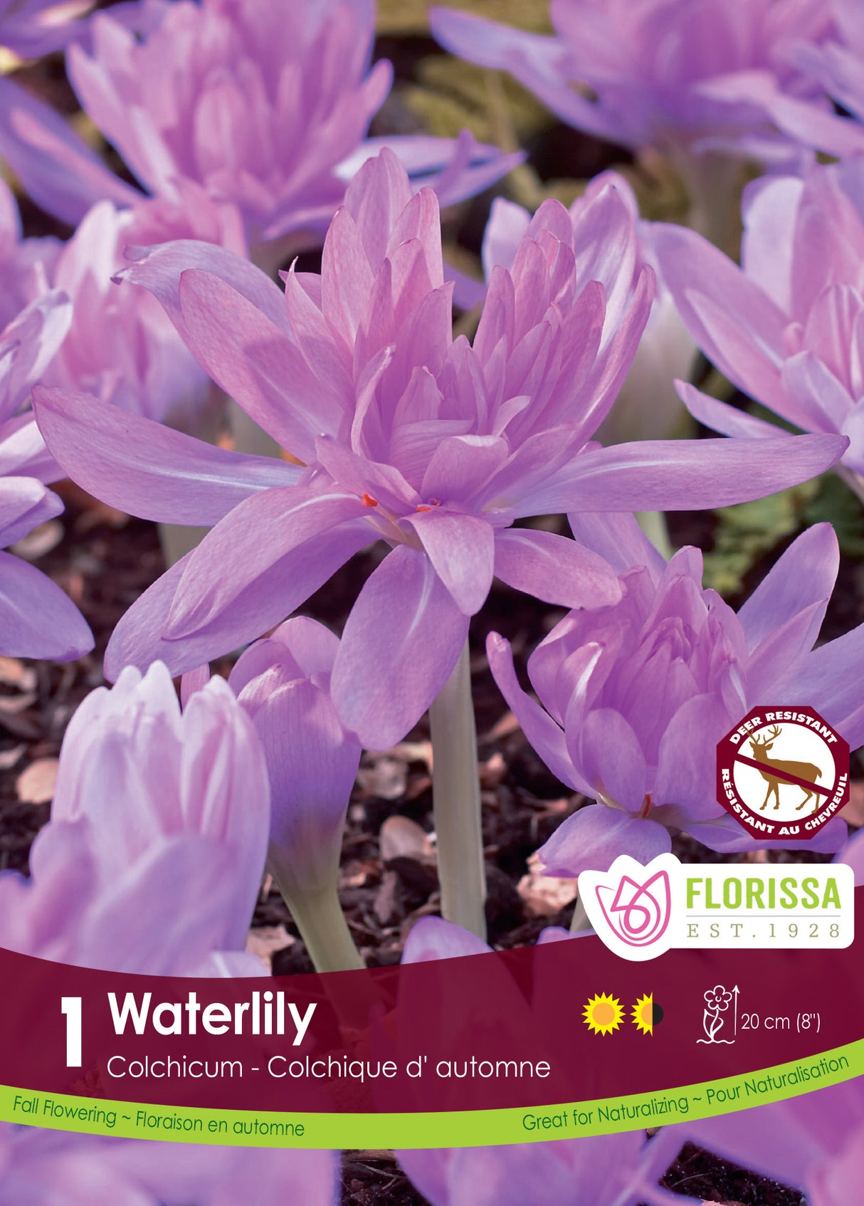 Colchicum Waterlily - Fall Flowering Bulbs Retail