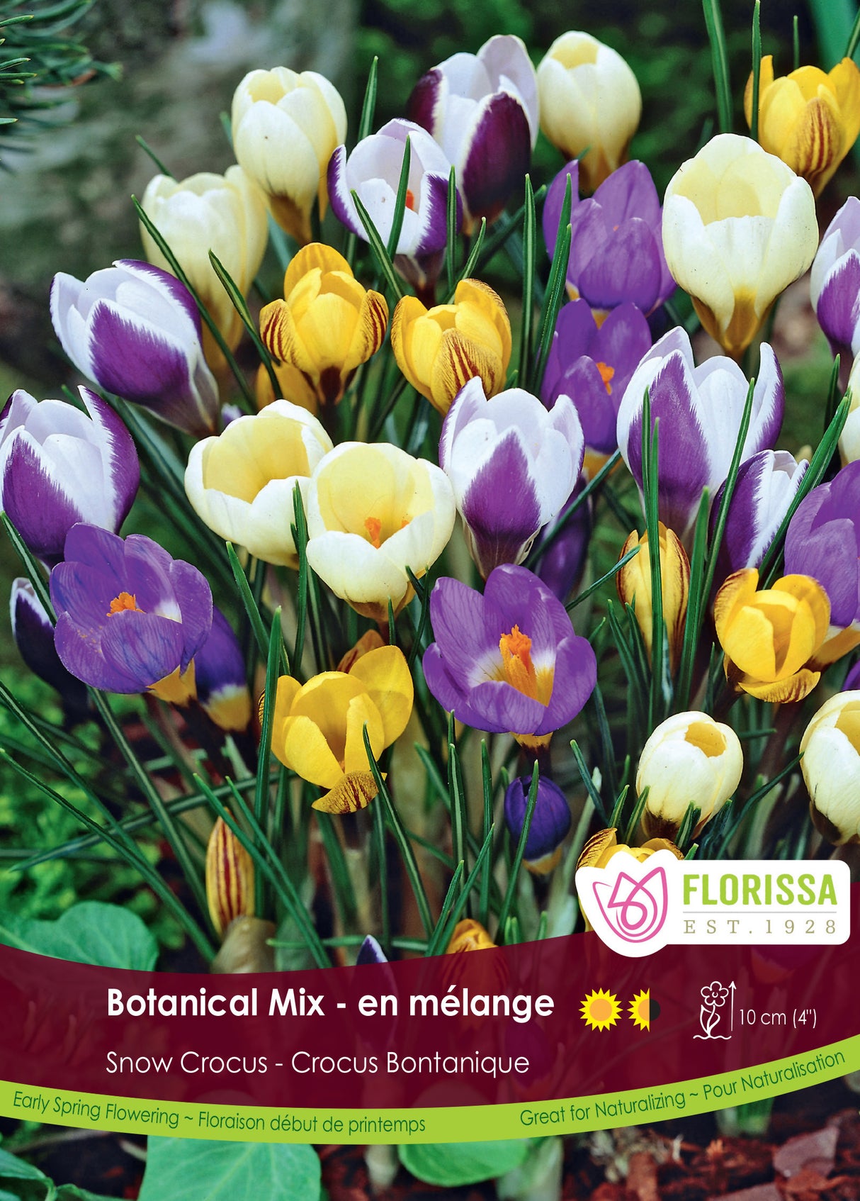 Crocus Snow (Botanical) - Botanical Mix Bulk