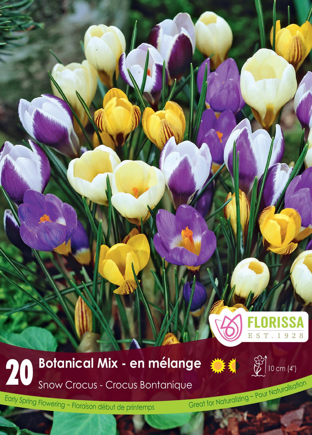 Crocus Snow (Botanical) - Botanical Mix Retail