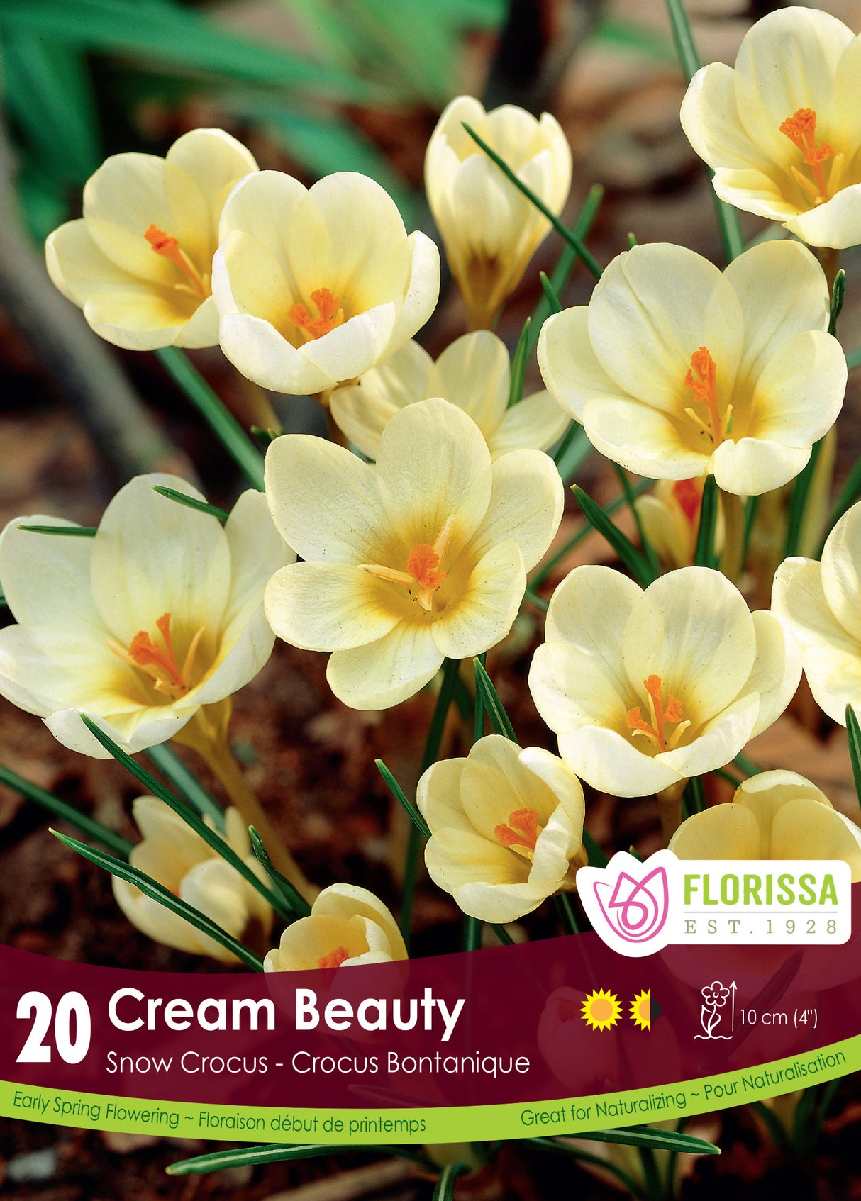 Crocus Snow (Botanical) - Cream Beauty Retail