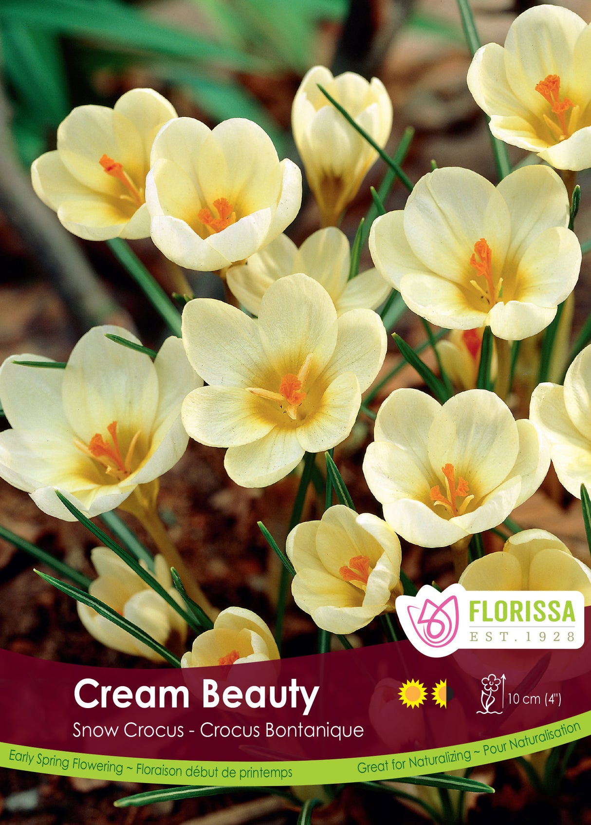 Crocus Snow (Botanical) - Cream Beauty Bulk