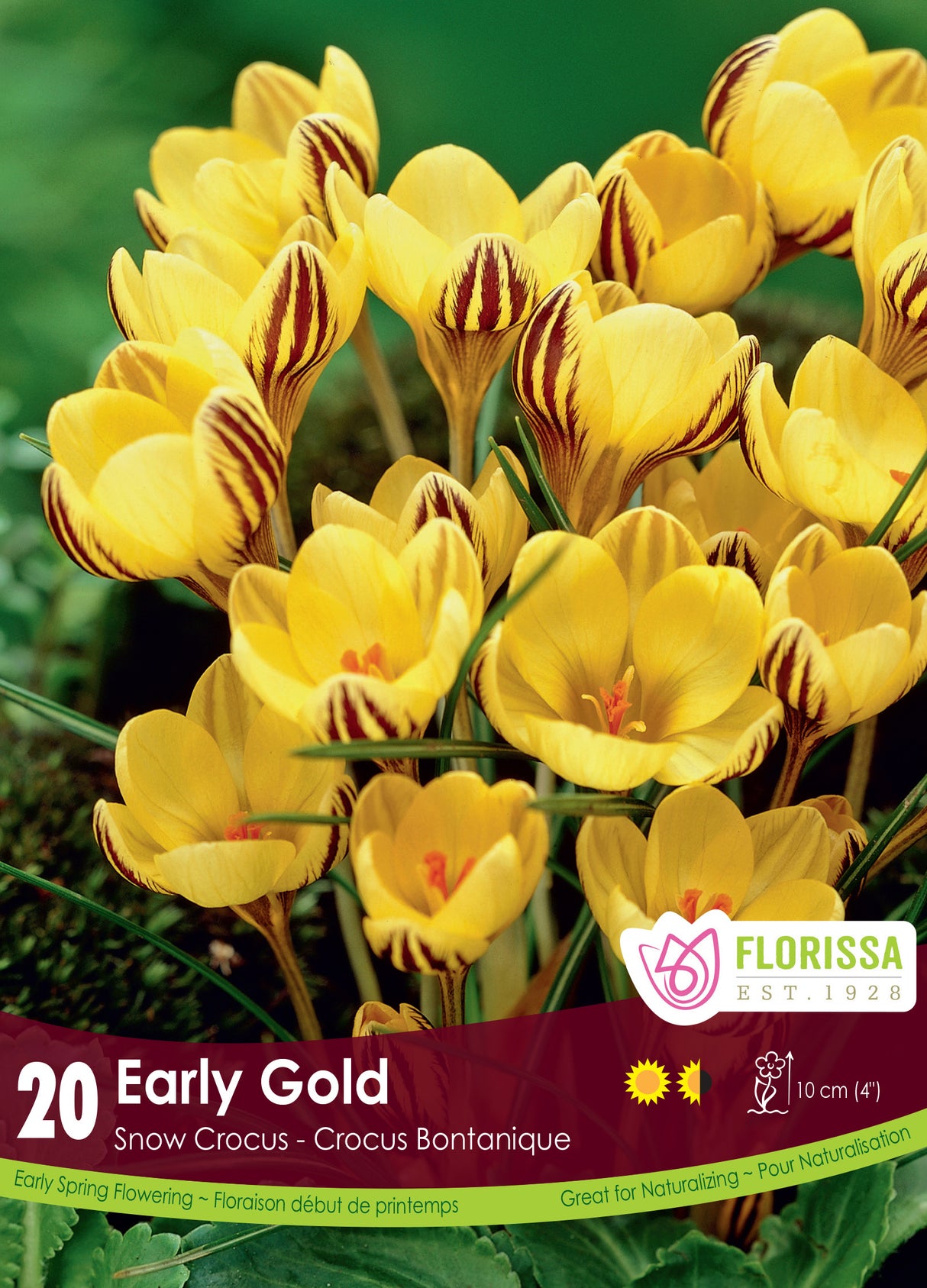 Crocus Snow (Botanical) - Early Gold Retail