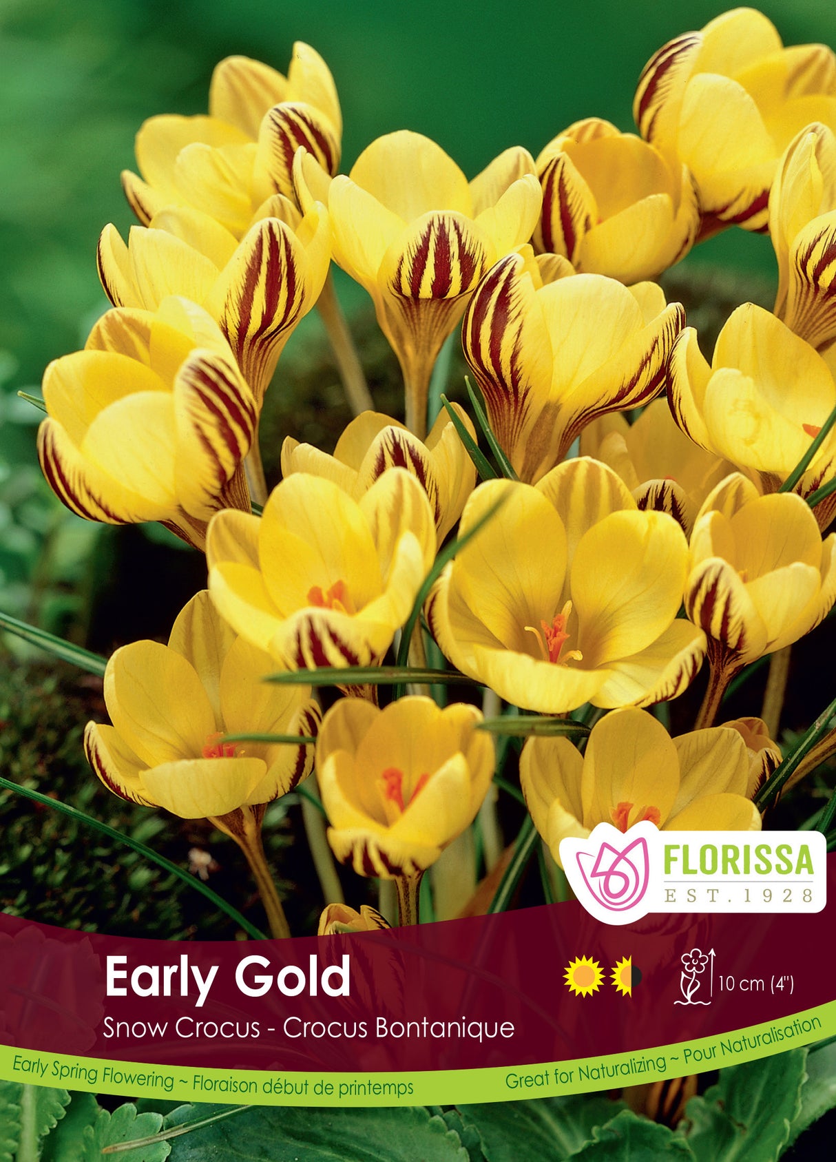 Crocus Snow (Botanical) - Early Gold Bulk