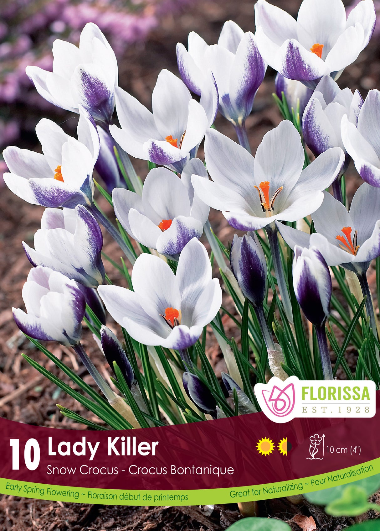 Crocus Snow (Botanical) - Lady Killer Retail