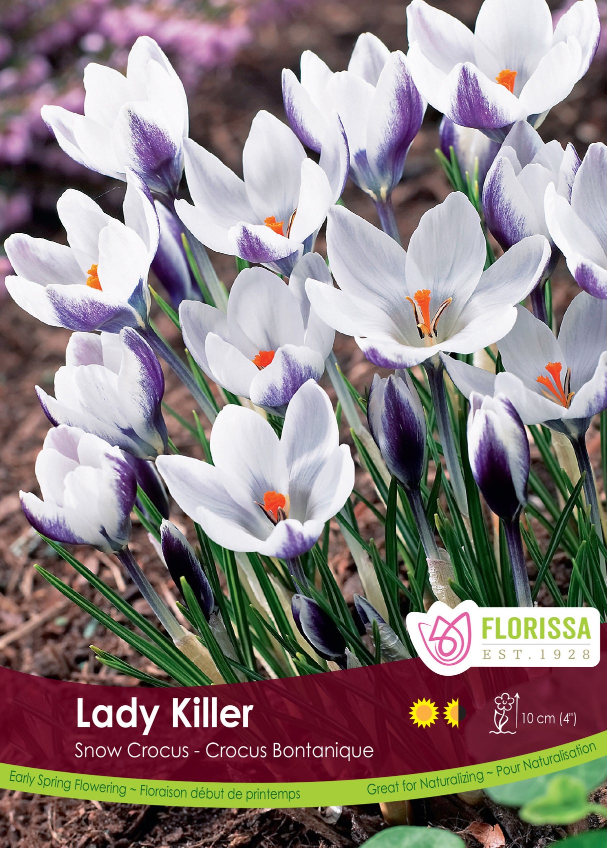 Crocus Snow (Botanical) - Lady Killer Bulk