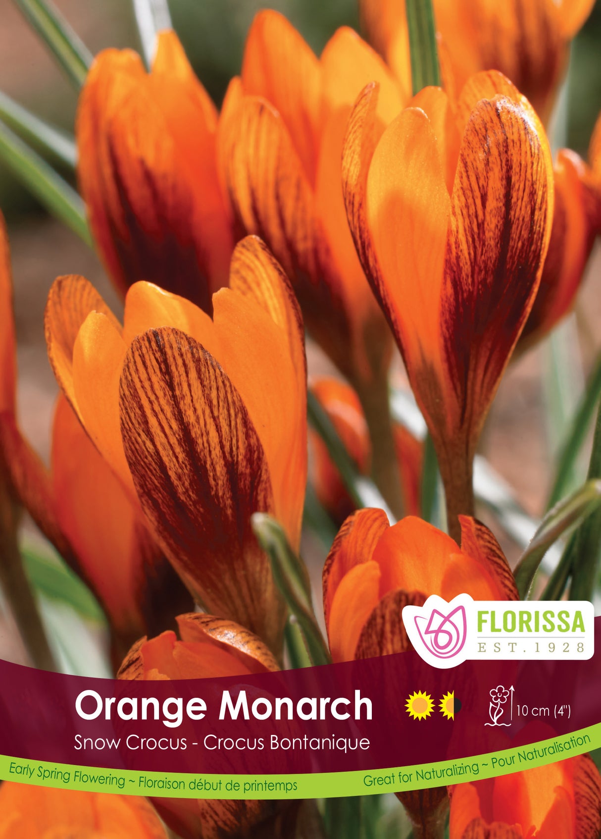 Crocus Snow (Botanical) - Orange Monarch Bulk