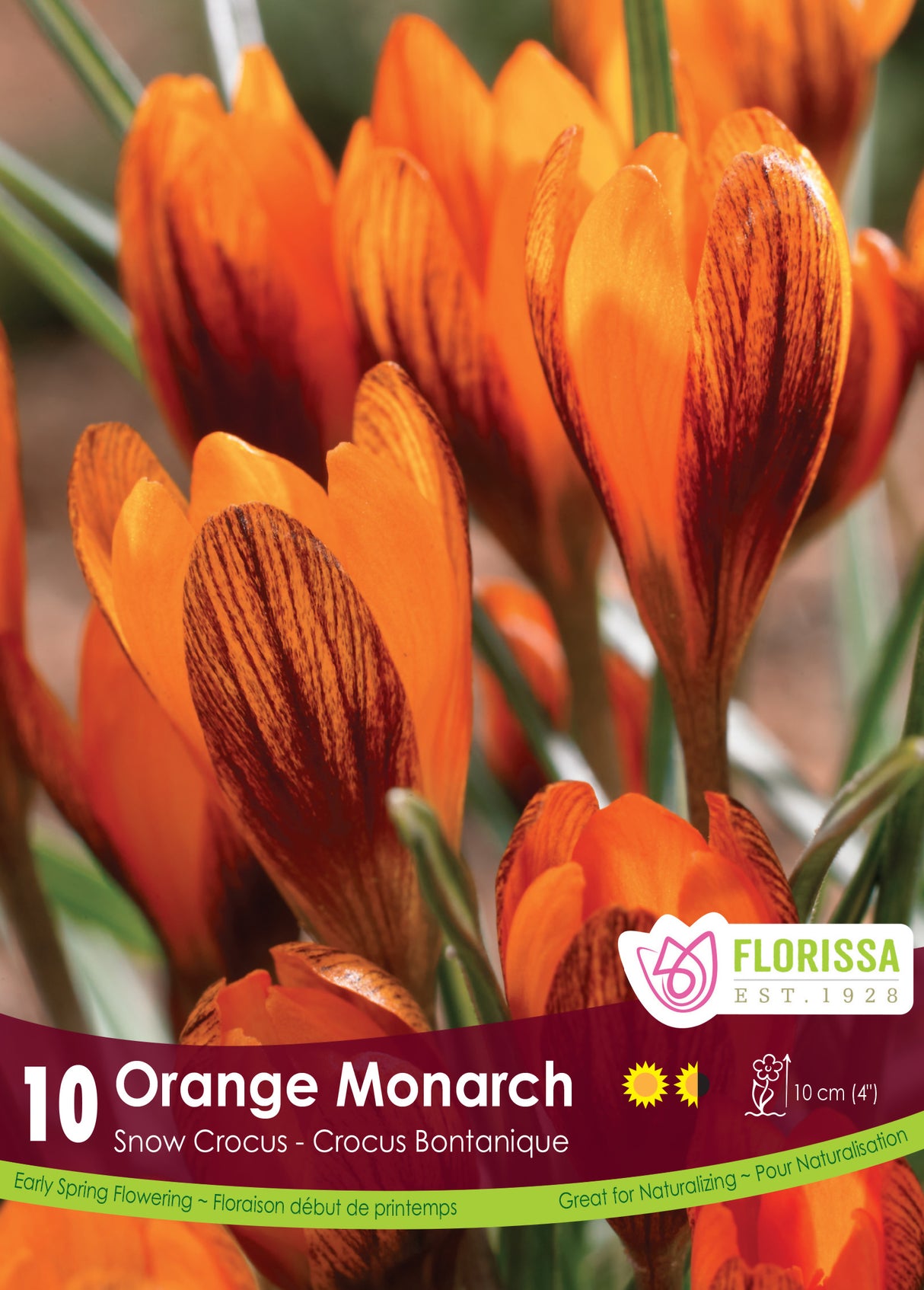 Crocus Snow (Botanical) - Orange Monarch Retail