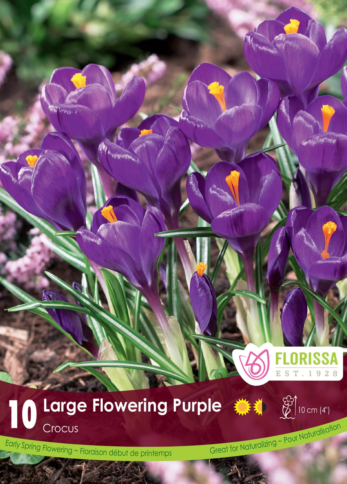 Crocus Large Flowering -  Purple Retail