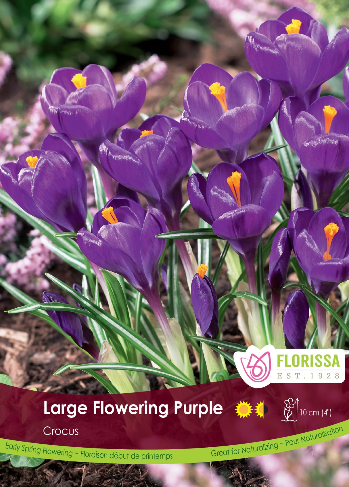 Crocus Large Flowering - Purple Bulk