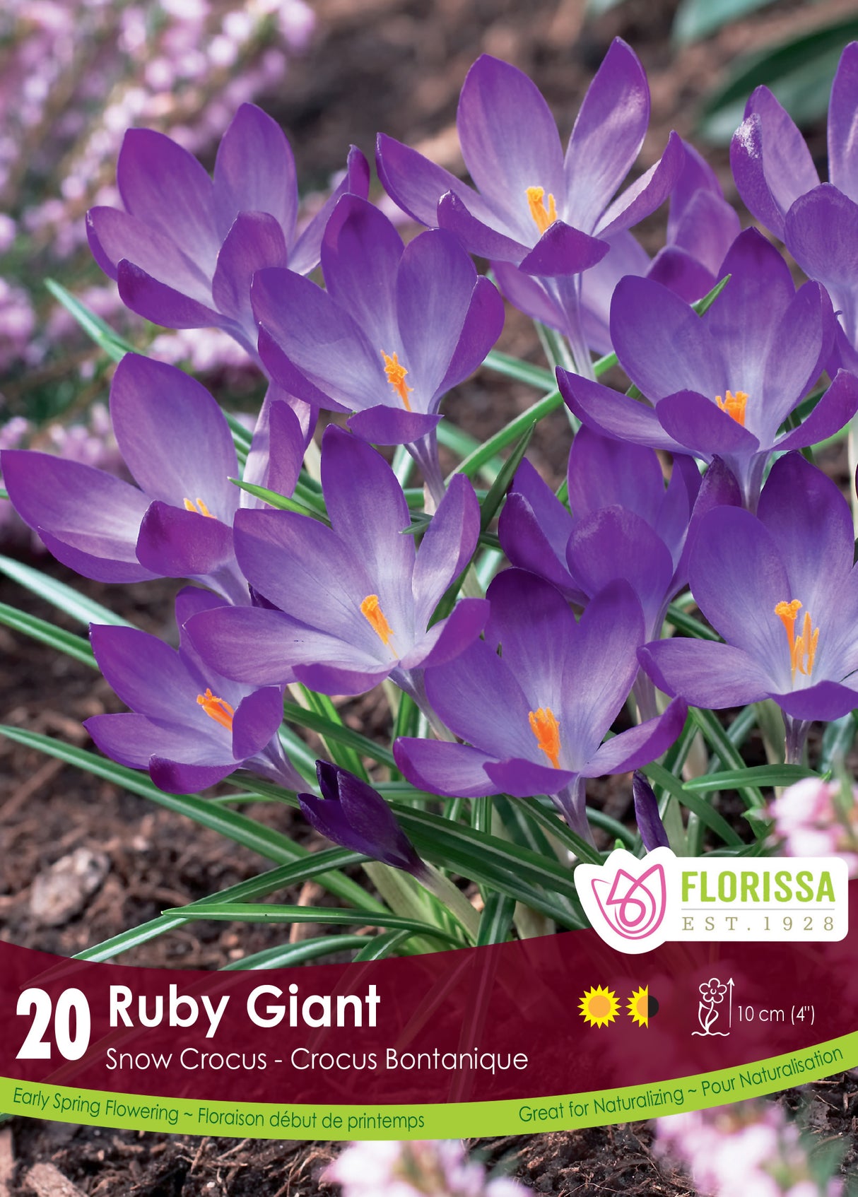 Crocus Snow (Botanical) - Ruby Giant Retail
