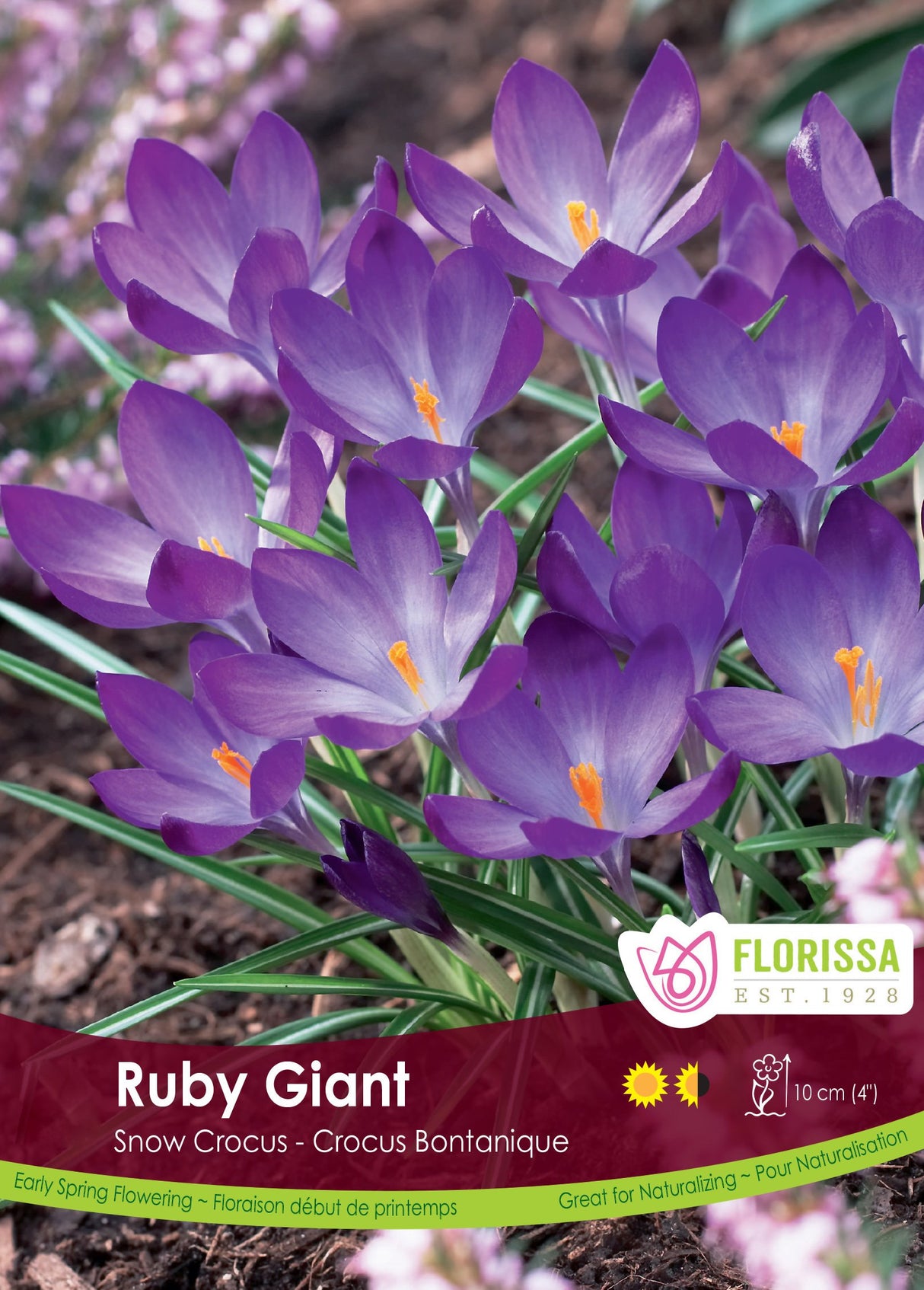 Crocus Snow (Botanical) - Ruby Giant Bulk
